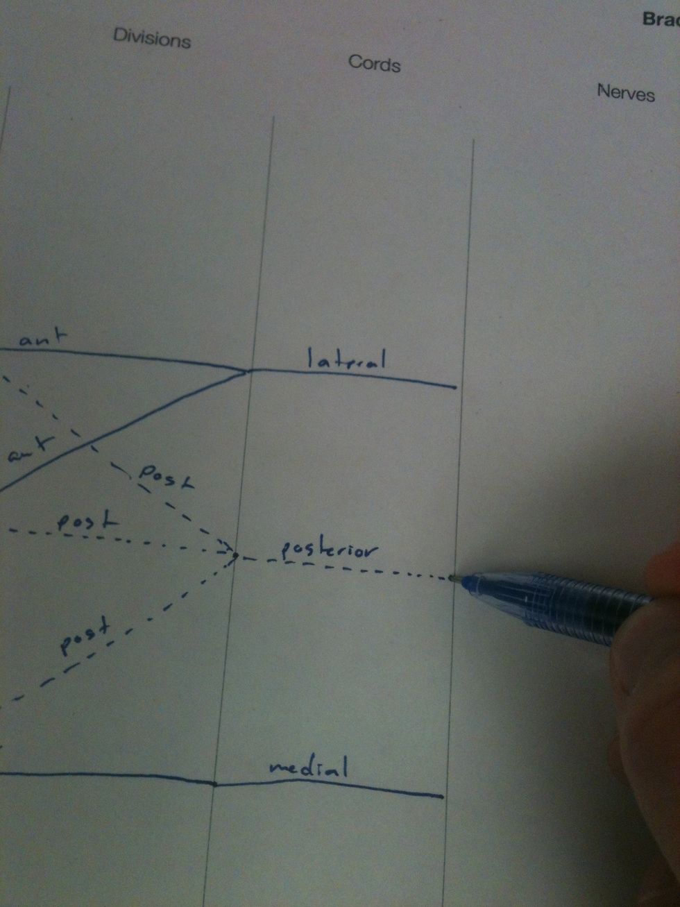 The anterior divisions of the upper and middle trunks become the lateral cord. The three posterior divisions become the posterior cord. The anterior division of the lower trunk becomes the medial cord