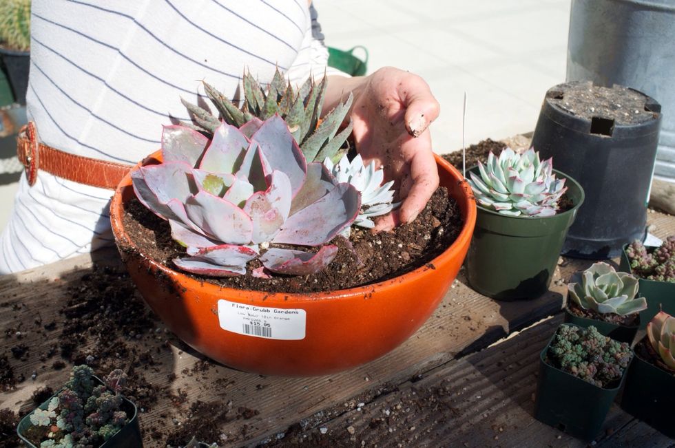 The base of your plants should be about \u00bd\u201d from the top of the pot so that there\u2019s enough headspace for water.