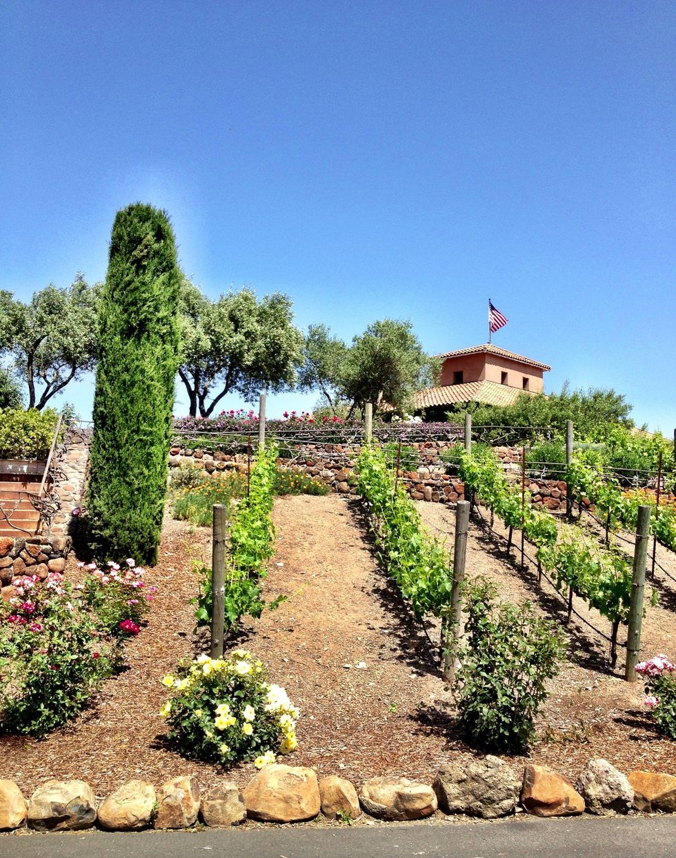 The beautiful Viansa Winery estate sits high on a hilltop overlooking the valley.