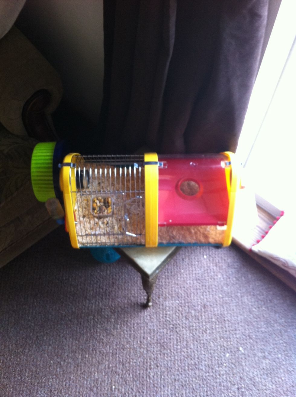 How to care for roborovski dwarf hamsters B+C Guides