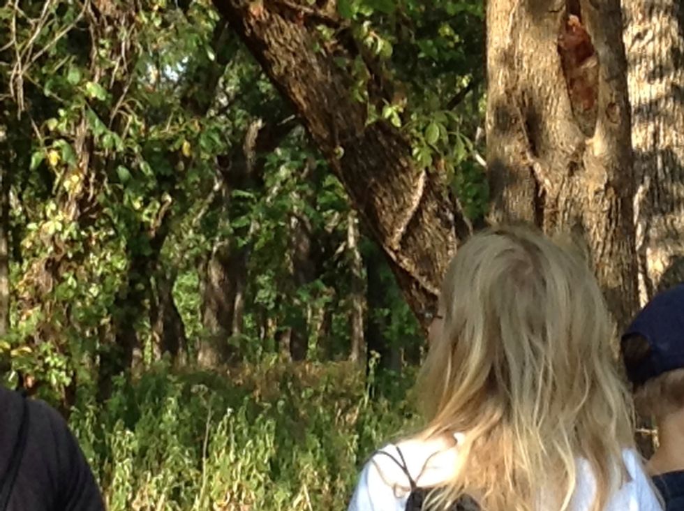 The bumps on the tree are called Virginia creepers, they usually grow with poison ivy.