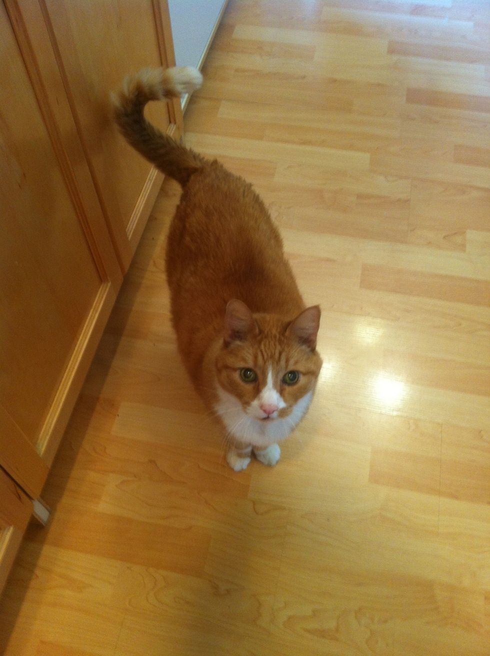 The cat will be waiting impatiently