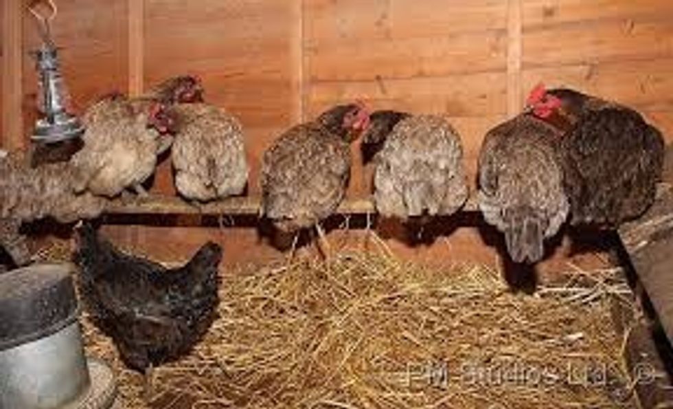 The chickens also need a perch so that they can be protected from small predators and sometimes sleep on the perches. Here are some good examples of perches