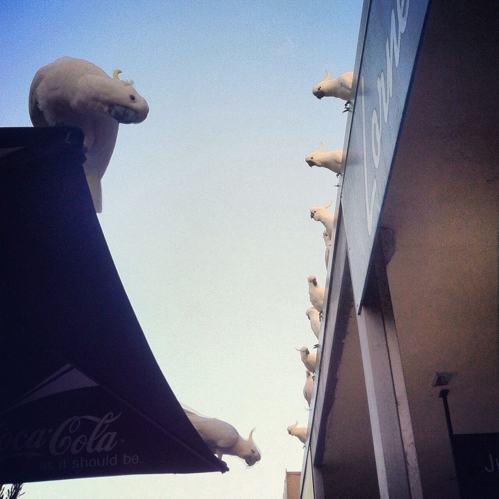 The cockatoos that hang out by the Lorne Fish and chips shop. Unless you want to be hassled by these chicks eat indoors.