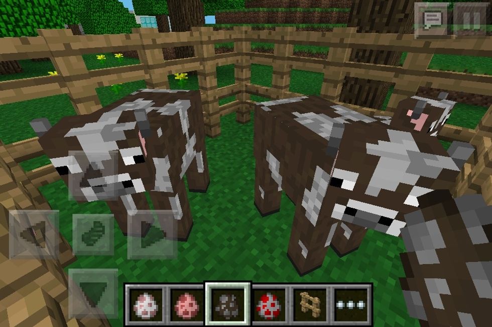 The cows