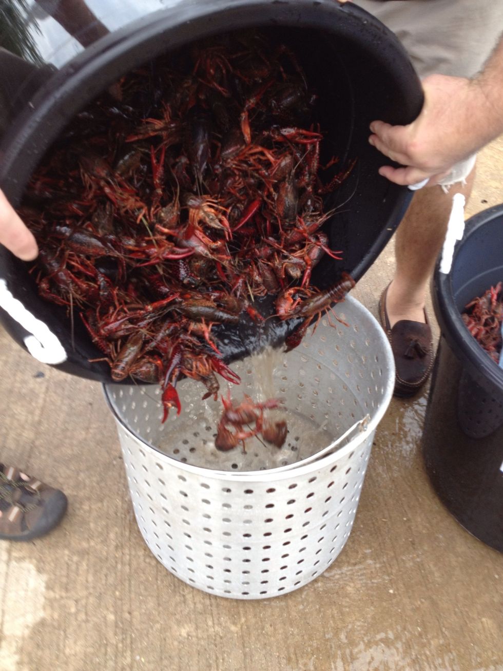 The crawfish are ready for the boil.