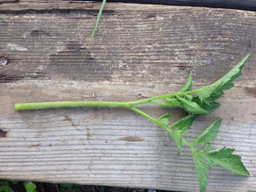 The cut sucker - it's about 4 - 5 inches long.