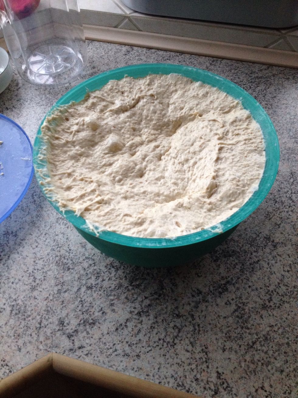 The dough after a night in the refrigerator