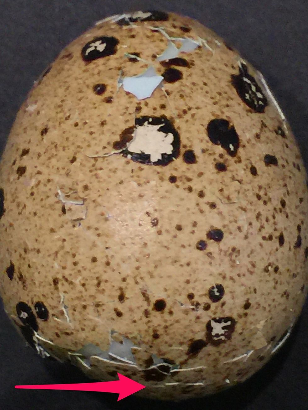 The egg shell will break into small mosaic like peices. Start peeling from the wide side of the egg. It has an empty part that makes it easier to peel without touching the inside boiled egg.