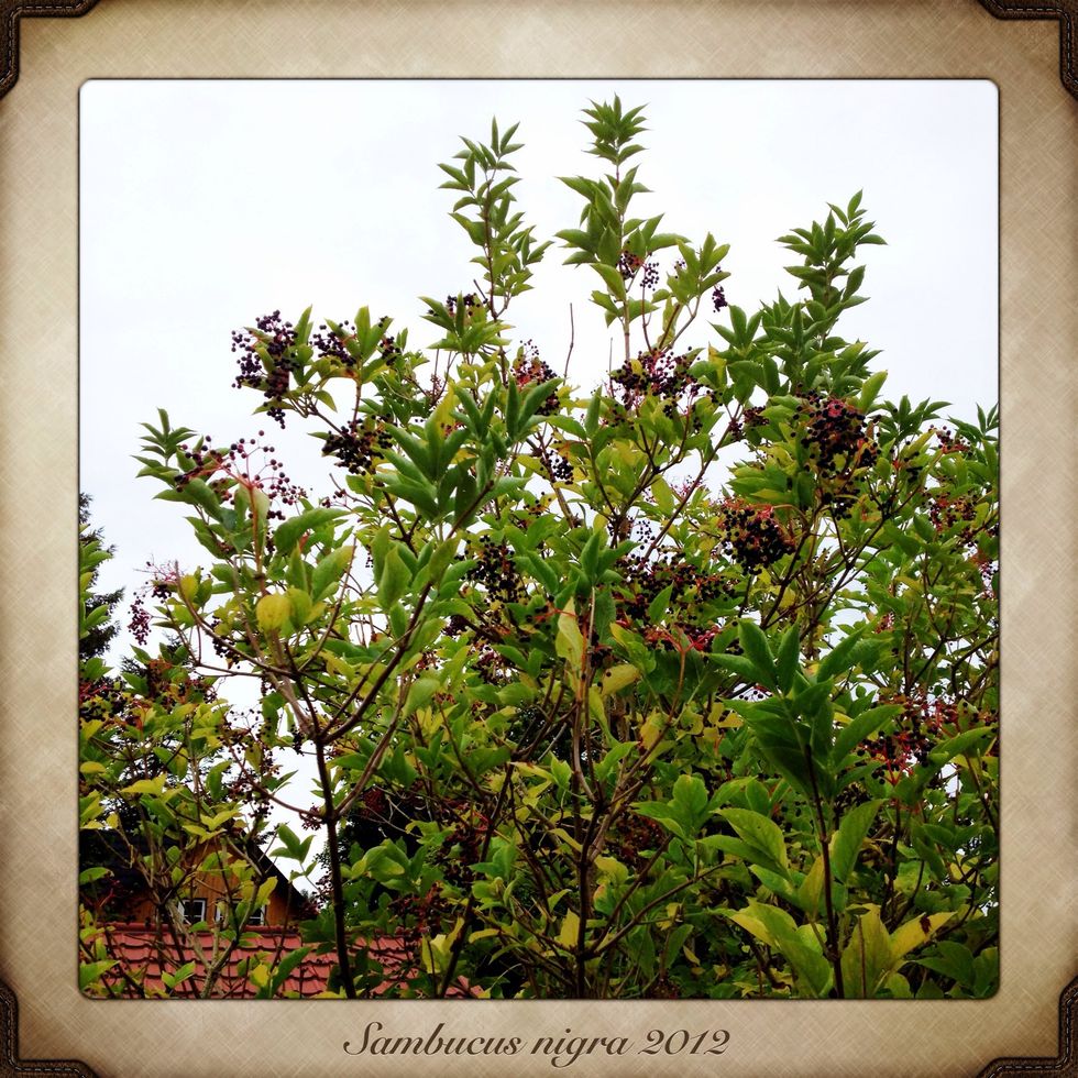 The elderberries are black and ripe