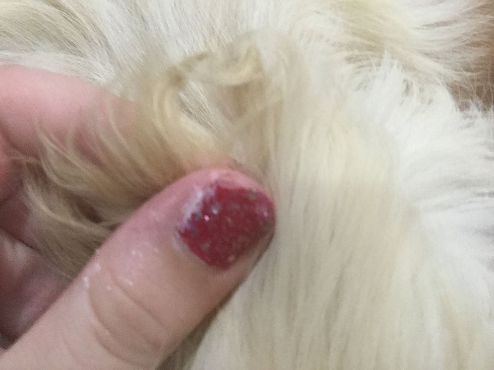 The end of her fur on her ears are curled slightly\u263a\ufe0f