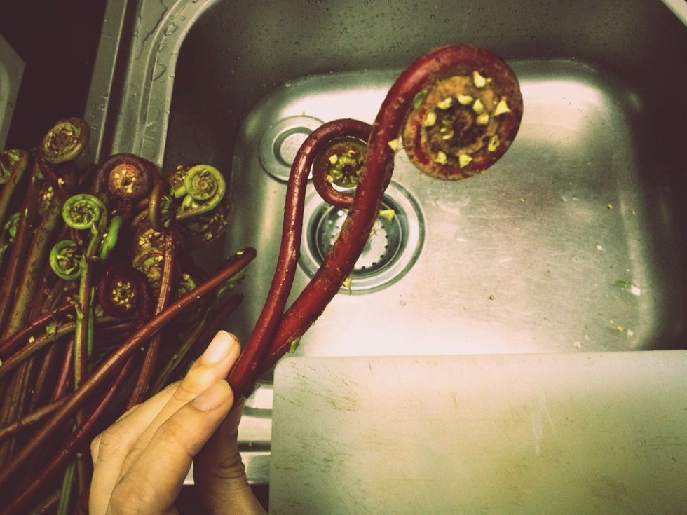 The fiddlehead ferns are like this.