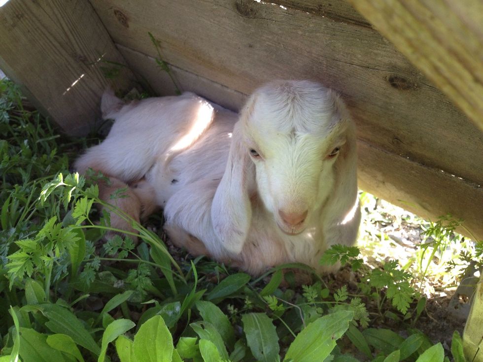 * The filter applied to this photo is found in your default camera app known as "fade."