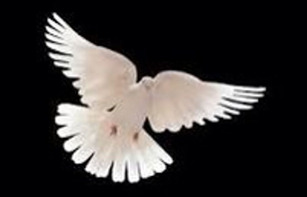 The first and often the hardest step is to get the dove to trust you. The best way to do that is with food and by being friendly. So you've got to make sure the dove is hungry.