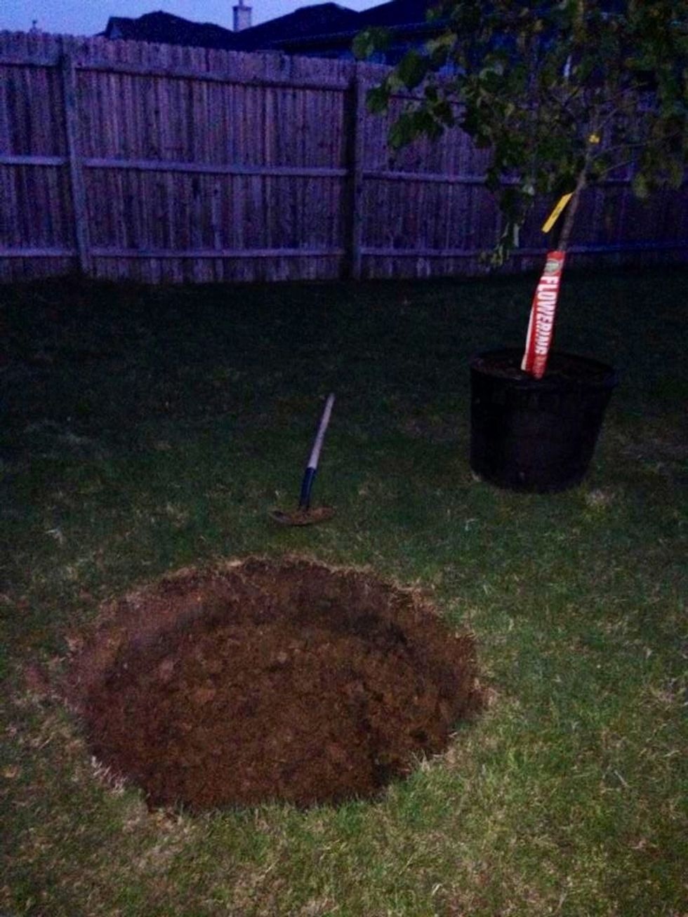 The first thing you need to do before planting a Texas redbud tree is to dig a hole that is about twice the size of the root ball.