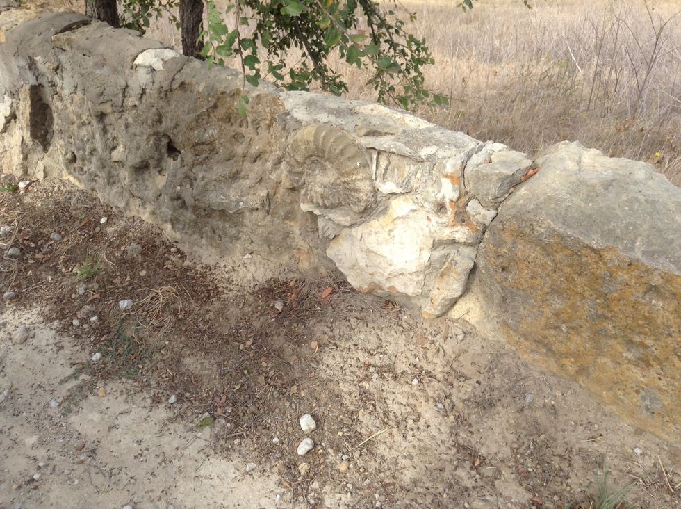 The fossil in this wall looks like it was from a sea creature.