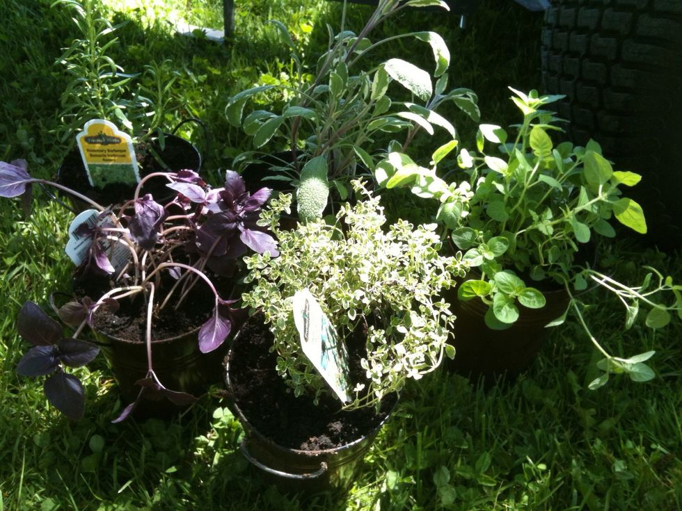 The herbs that are going to be used.