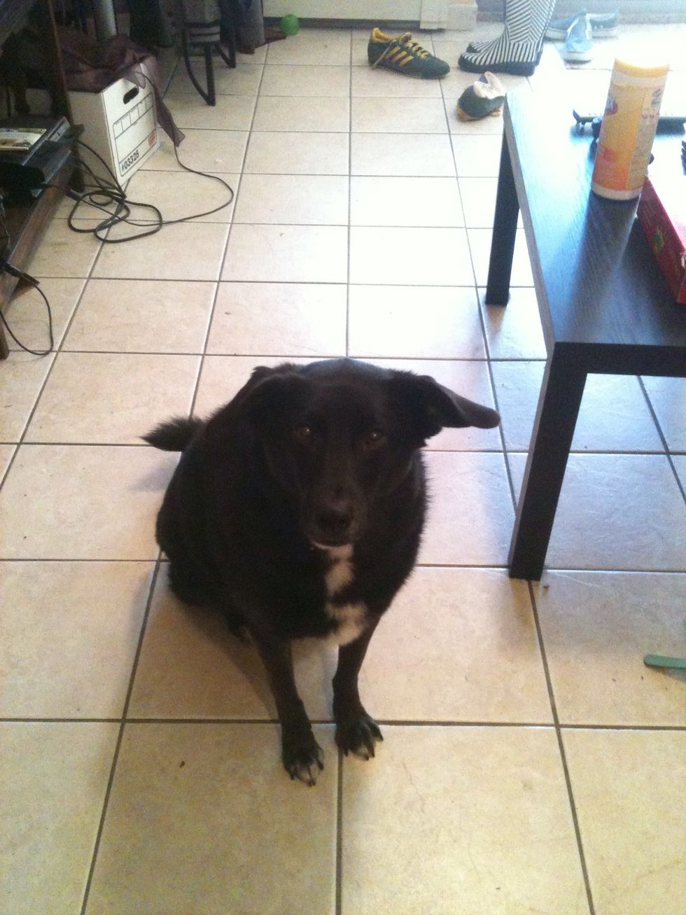 The idea is that you're keeping the treat close to the dog's head, the dog's neck is straining to grab the treat, and the butt goes down automatically.