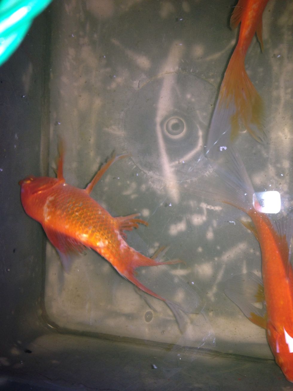 The infected fish have missing scales that you can easily see the patches