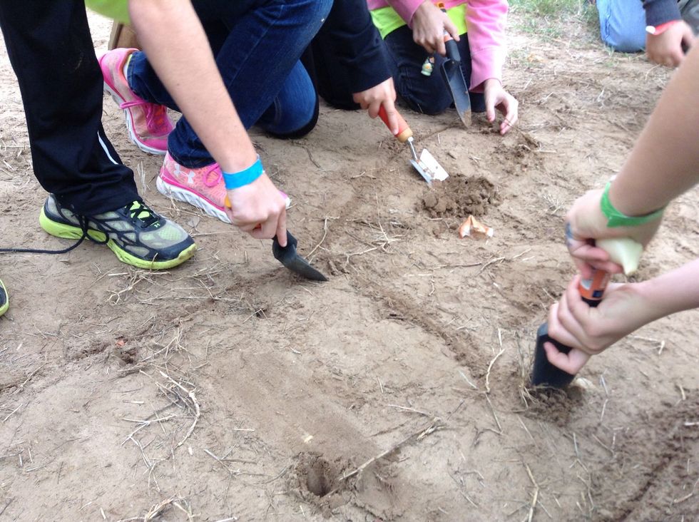 The last thing we did was plant tulips,but we had to spit the garden in 17's so we had one and the other school had one. We split the group in half and we all planted our tulip in our piece of garden.