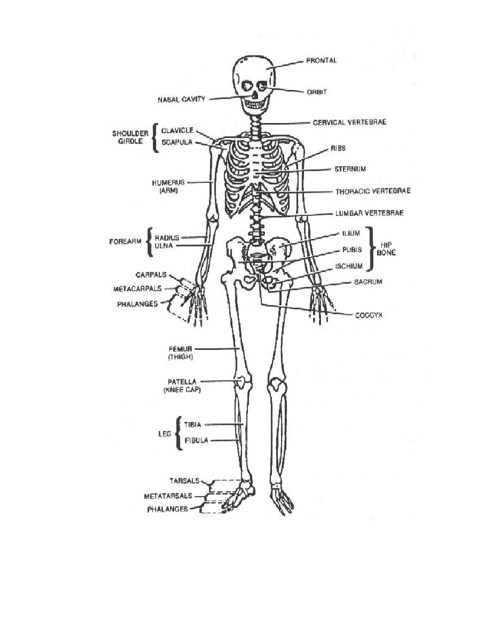 The legs take almost 1/2 of the body's length. The wrists end just below the hips. The rib cage is a little more than 1/2 the torso (the shoulders to the tailbone). The hips are 2/3 of the ribs mass.