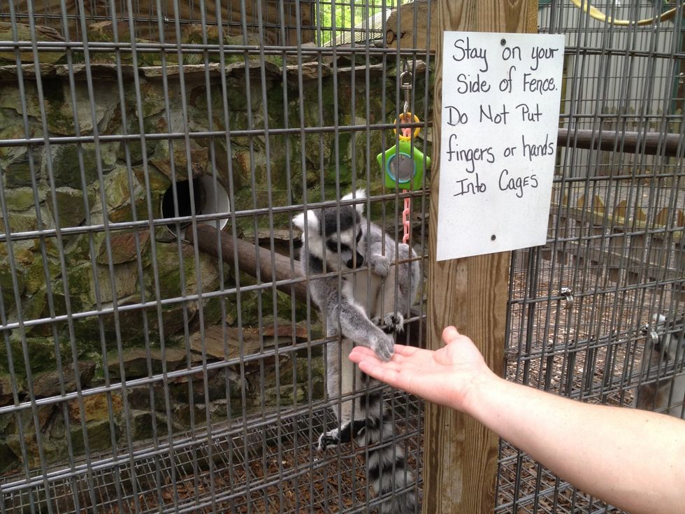 The Lemur(s) will take the Cheerios from you hand and eat them. They will eat as many as you give them. They are also kind of greedy especially if other Lemurs are around.