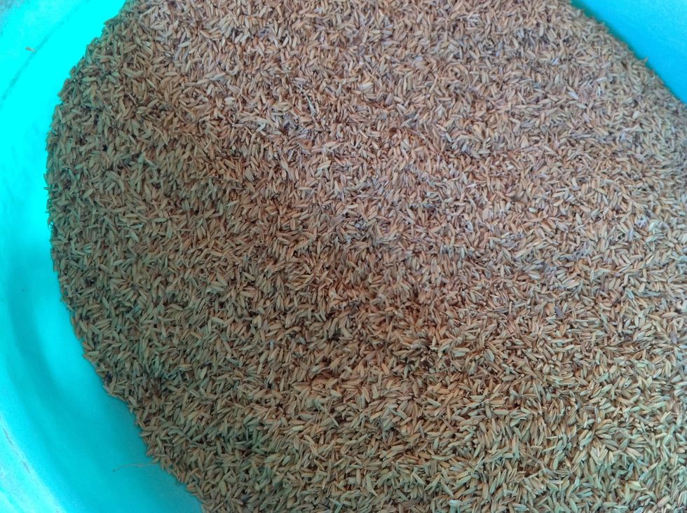 The locals use broken rice since it is cheaper and start by soaking in water for one day to soften it. The rice is then ground up.