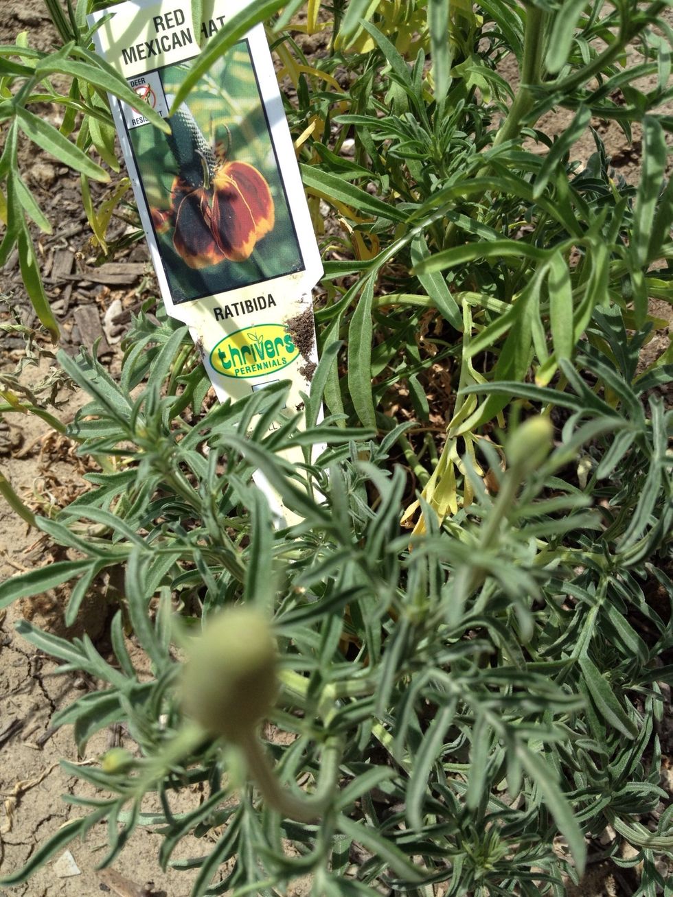 The next few photos are of the flowers as they bloomed