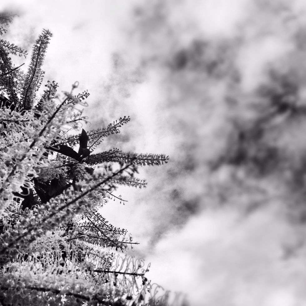 The next twelve photos including this one are examples of close up plant shots.