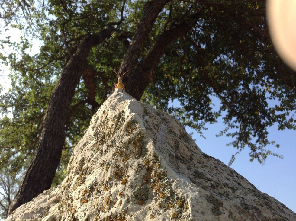 The OLC has a lot of grass hoppers but some of the them can be so funny like being on top of the world.