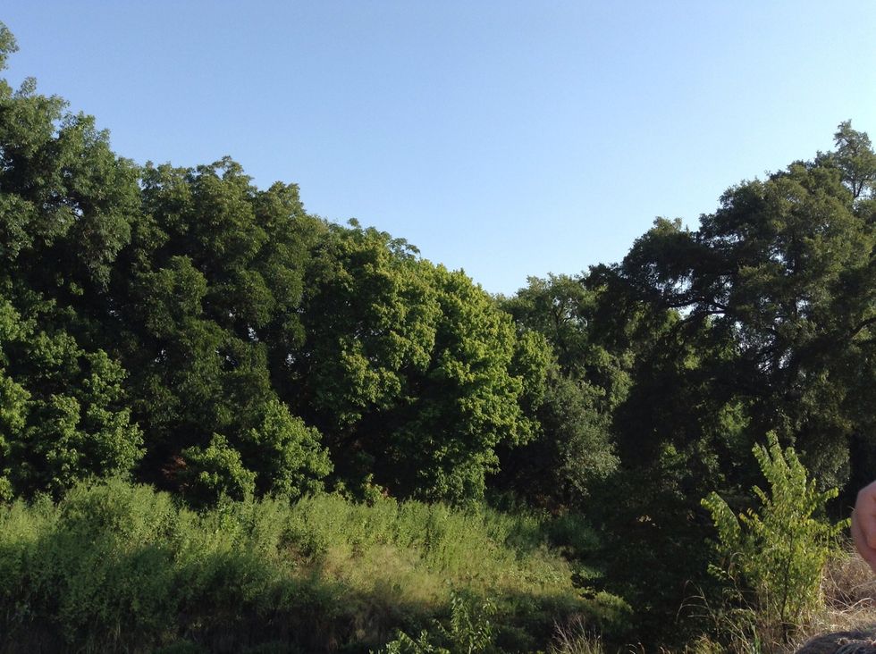 The OLC has buteyfull plants and animal(day1).