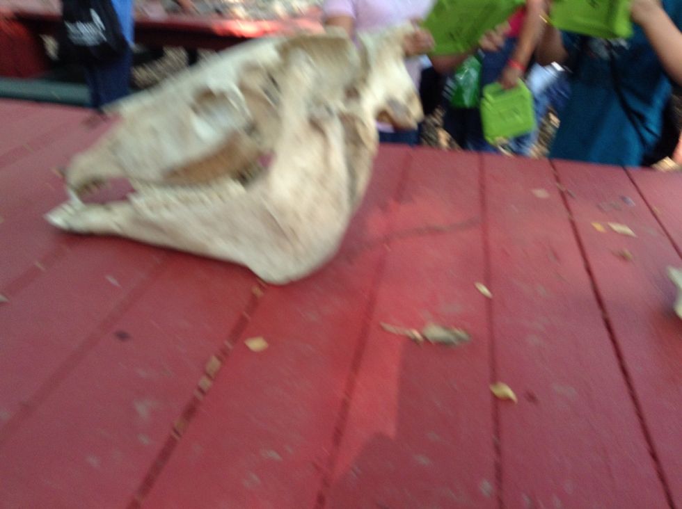 The OLC has cows on the trail I now this for because I asked?