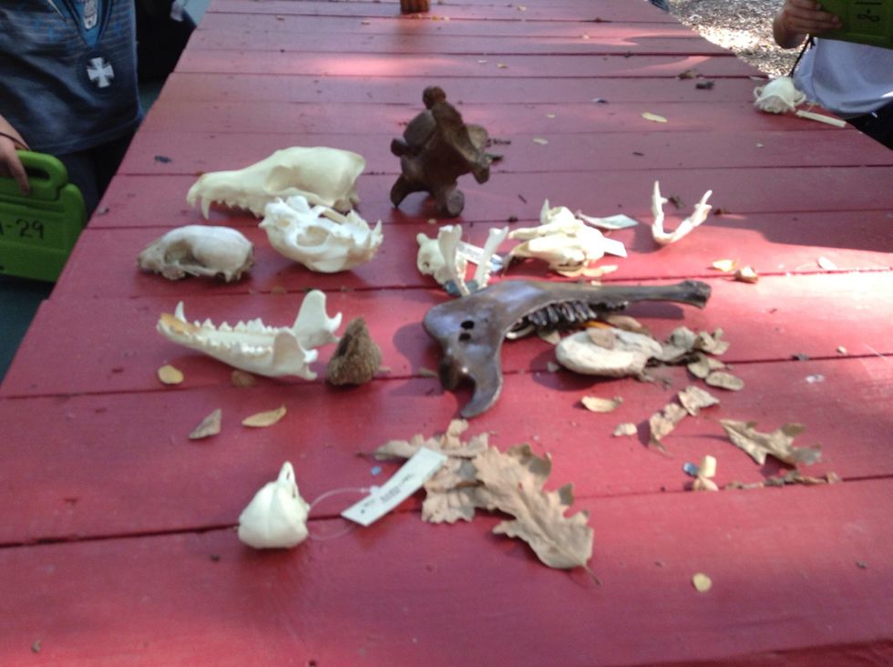 The OLC has raccoons in the woods because we saw some!