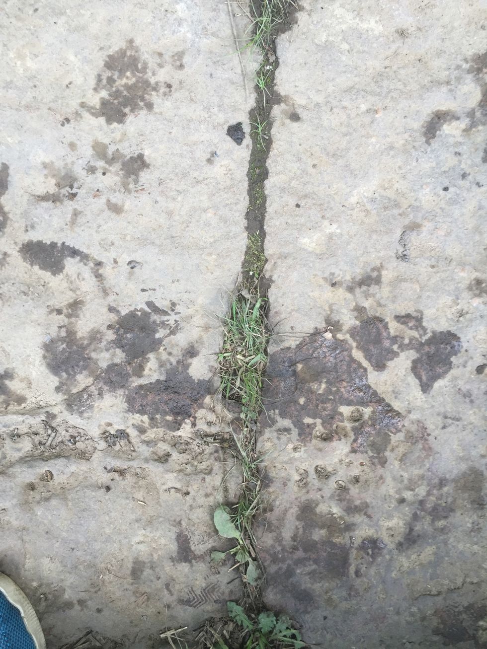 The plants grew up through the rock spitting it in half (erosion)