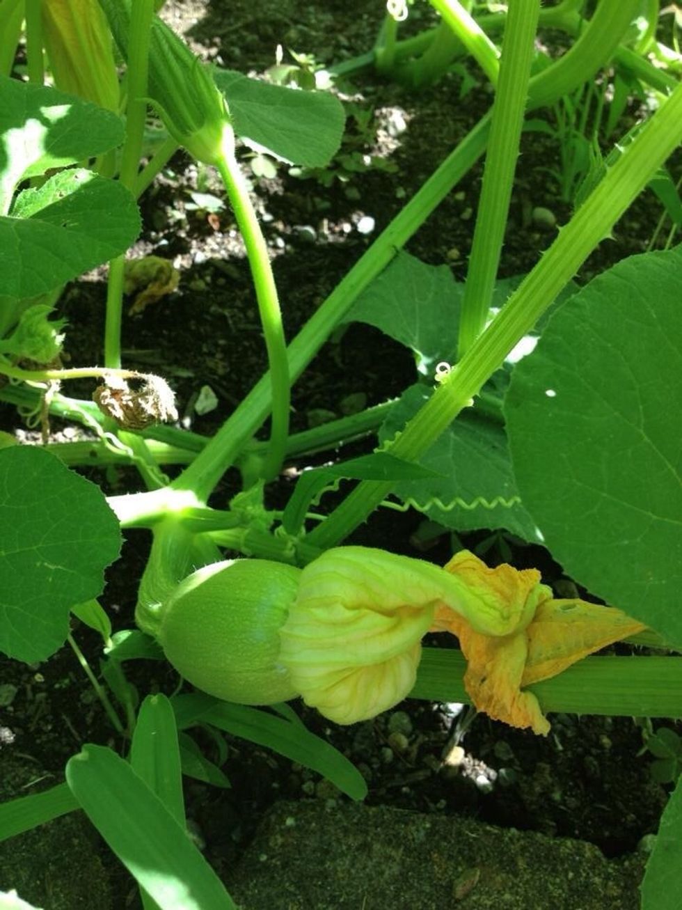 The plants went bonkers!