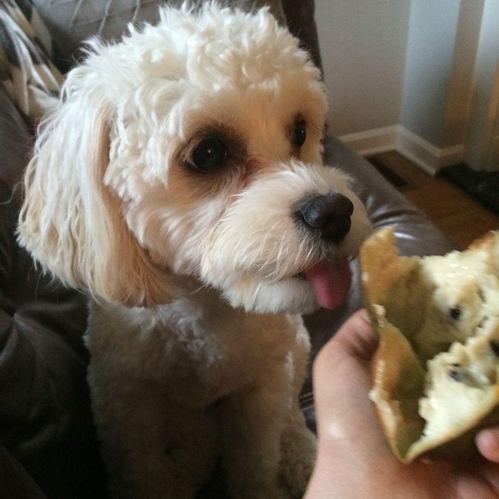 The pup tried to steal a lick :)