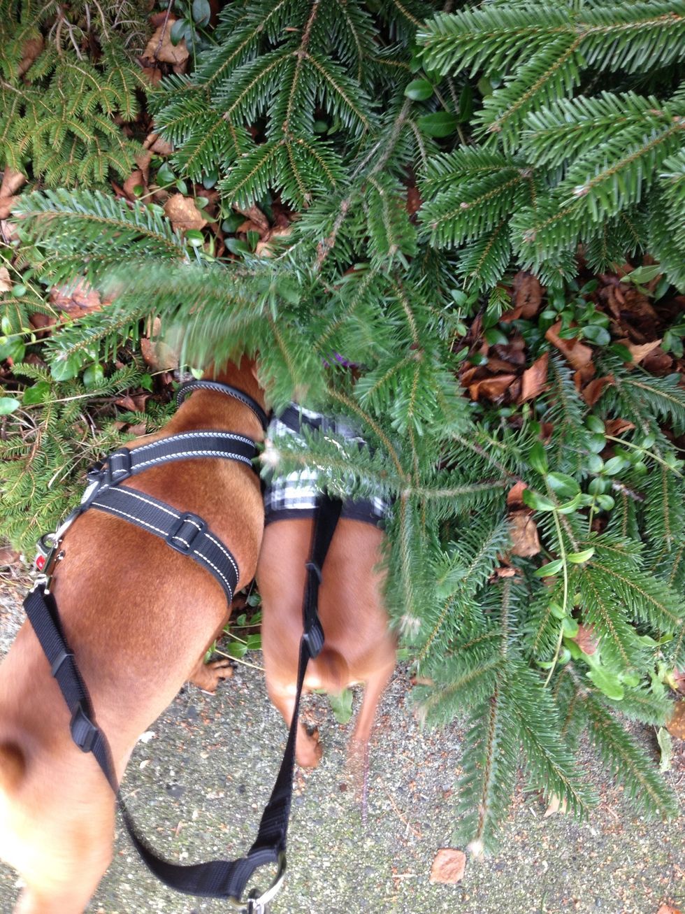 The pups found a really great smell... I guess I can understand....fir trees smell pretty good \ud83d\ude0f