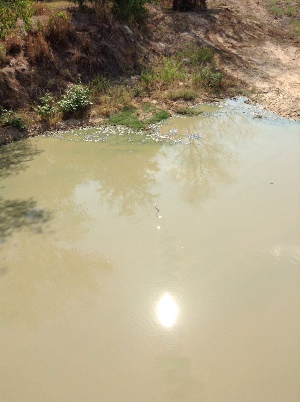 The snake was the best thing ever the snake I think it  was a water mocsen.