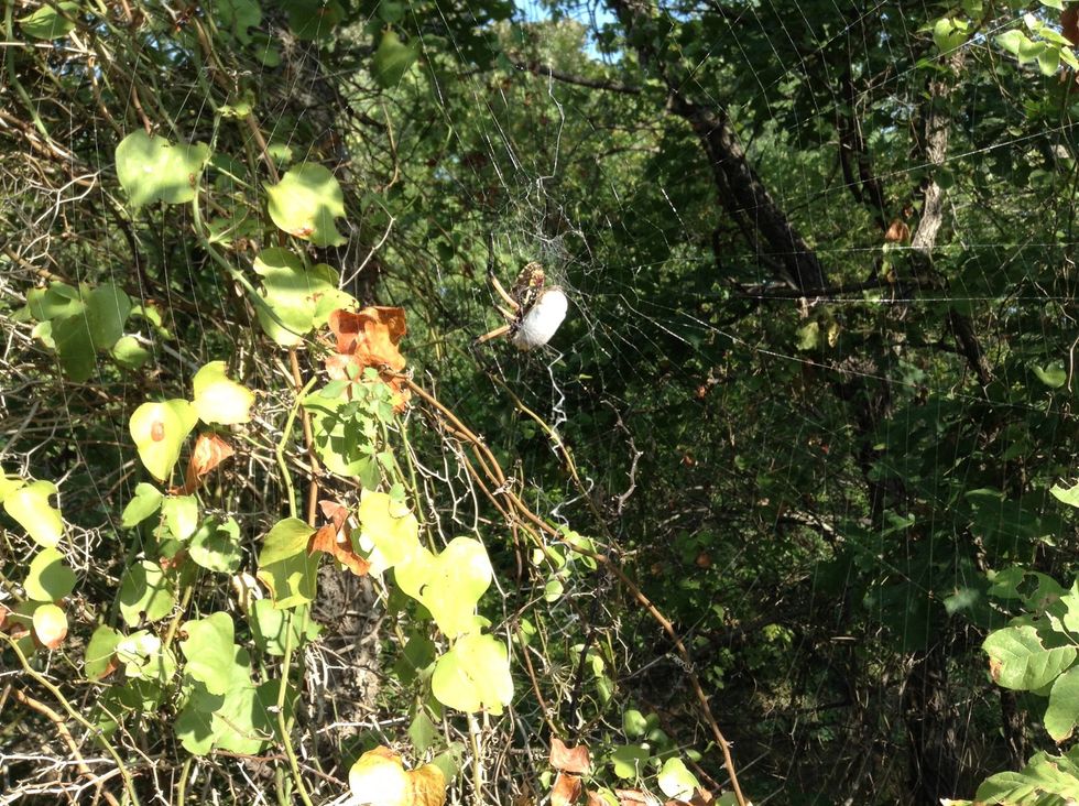 The spider Wrapped up his pray to eat(day1).