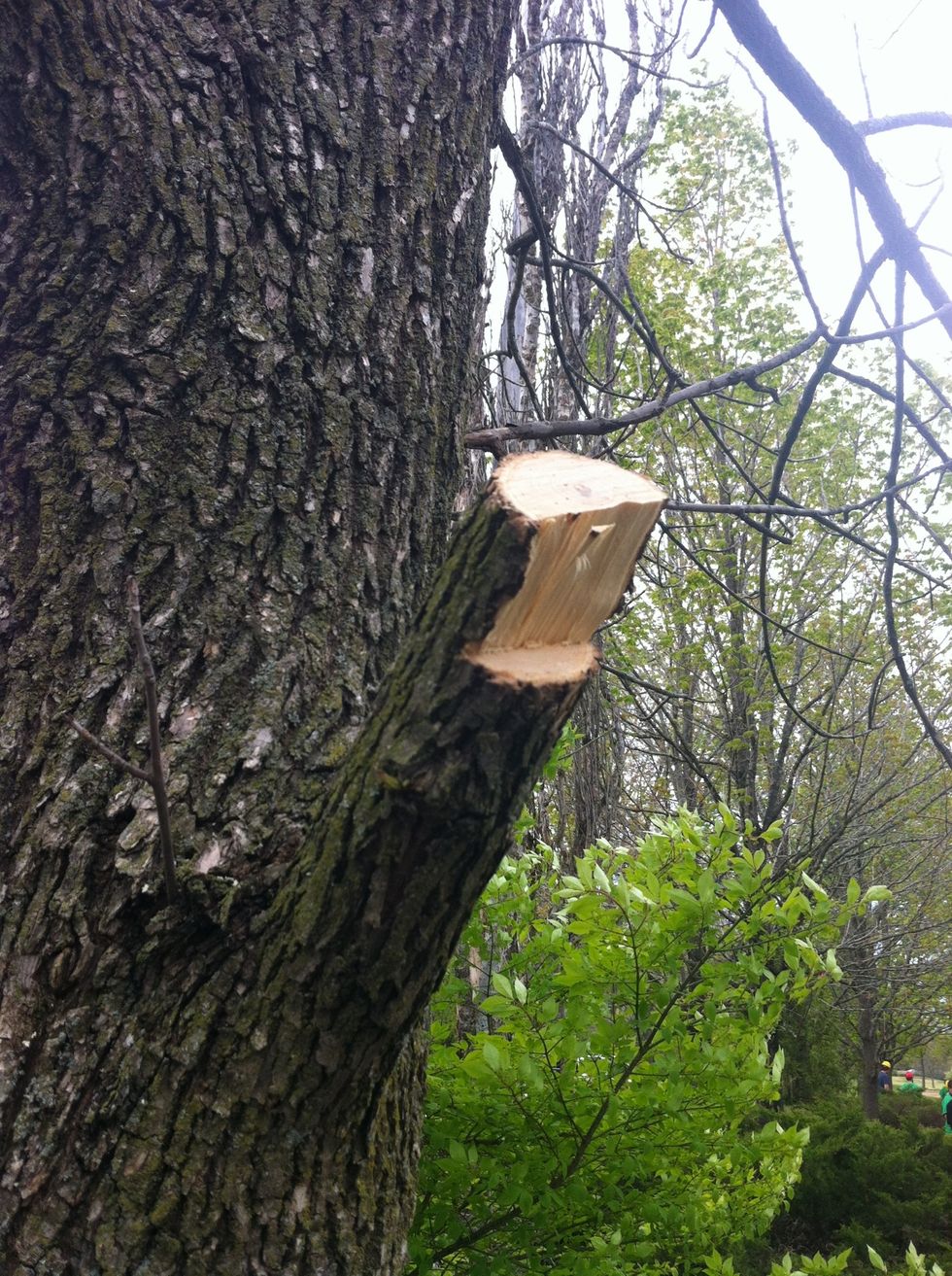 The step cut prevents ripping and leaves a stub.