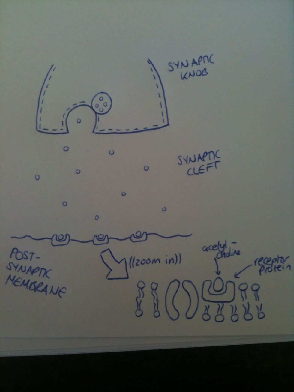 The transmitter molecules diffuse across the cleft and bind with specific sites on the receptor proteins in the post-synaptic membrane.