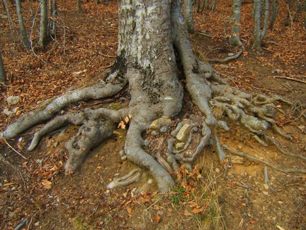 The tree roots hold together dirt preventing erosion to happen