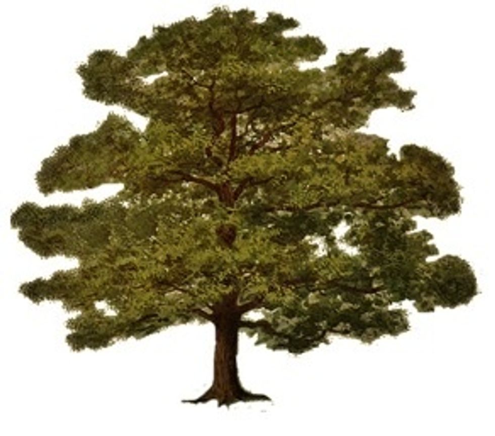 The trees at the out door learning centre looked similar.it is a oak:positivethinkersjournel.blogspot.com