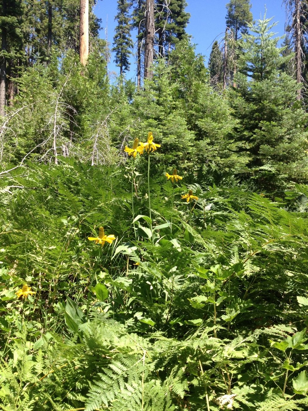 The uphill part of the hike is done! Pass through a fern grove and continue on until the path takes you to the giant sequoias and begins to go downhill.
