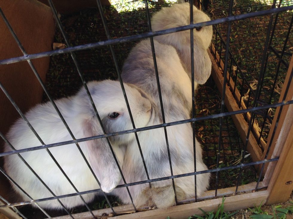 Their names are Hopity and Nibbles.