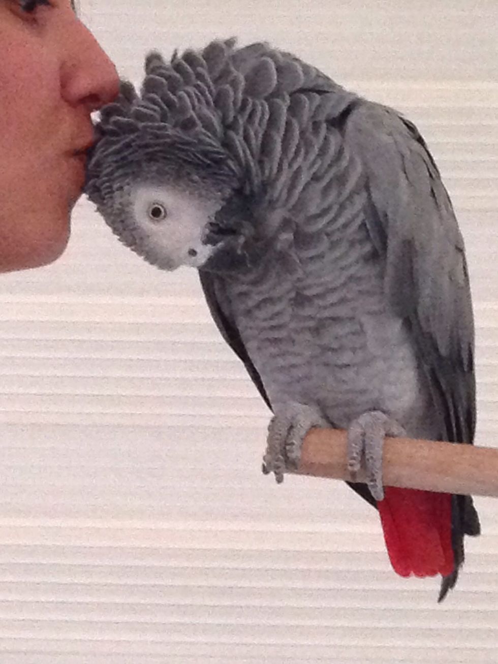 Then, after 5-6 months he will let you to kiss him!! And that if he really loves you!!