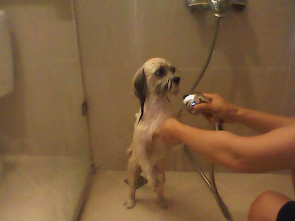 Then gently wash all the shampoo off your dog.