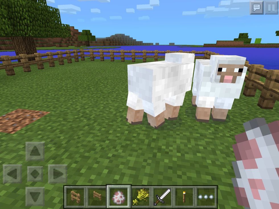 Then get 2 adult sheep. And they have to be the same color. Or this won't work.