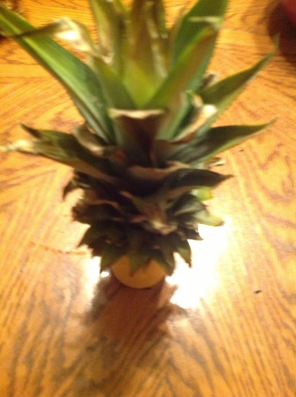 Then let it root in water