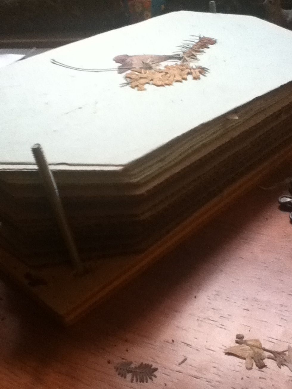 Then more cardboard. Do this until you have used up all your flowers.
